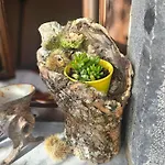 Rurales El Collain De