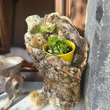 Rurales El Collain De